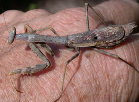 Carolina Mantis
